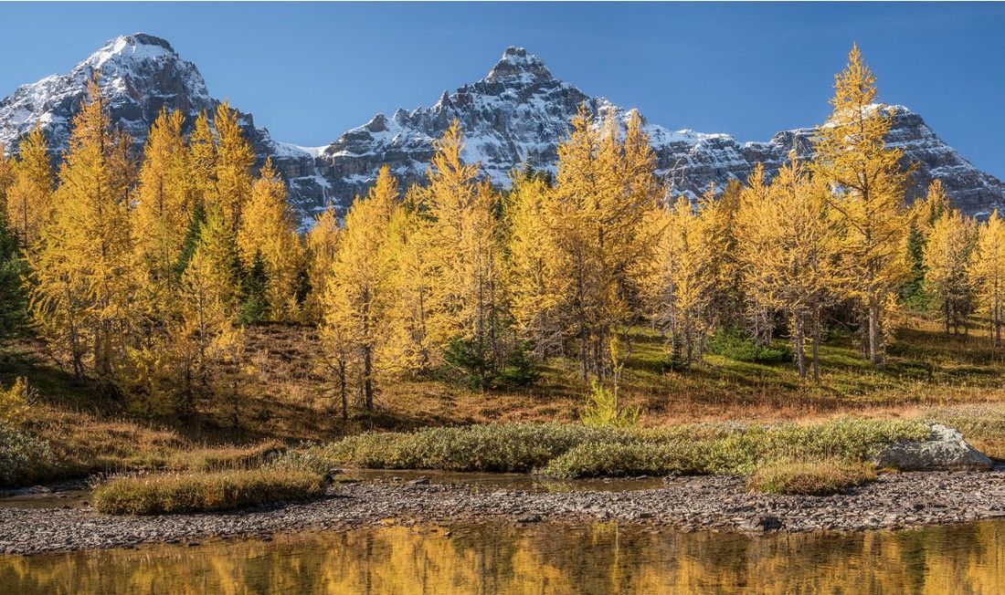 Top 10 Fall Larch Tree Hikes in Banff National Park